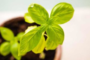 Plant basil