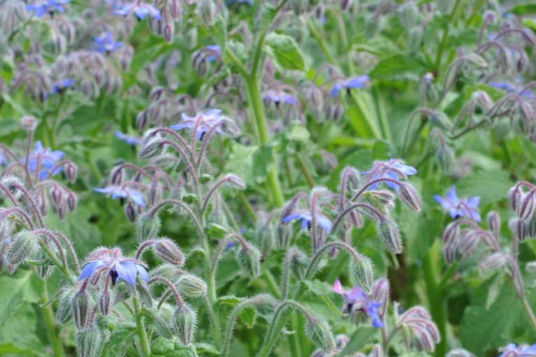 Image of Borage companion plants tomatoes