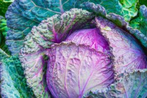 Plant cabbage