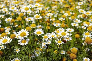 Plant chamomile