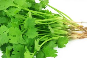 Plant coriander