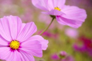 Plant cosmos