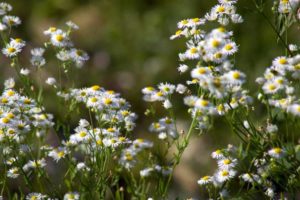 Plant daisies