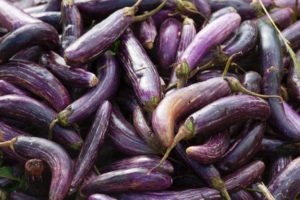 Plant eggplant