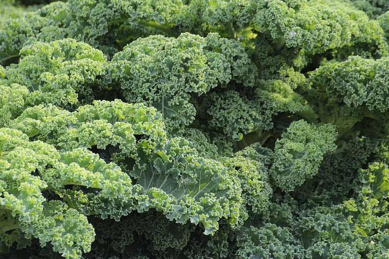 Types Of Kale Chart