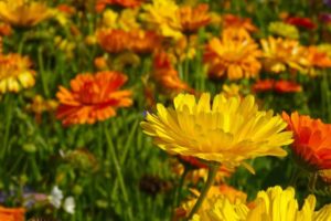 Plant marigold