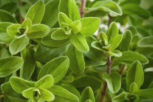 Plant marjoram