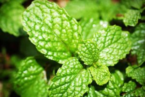 Plant mint