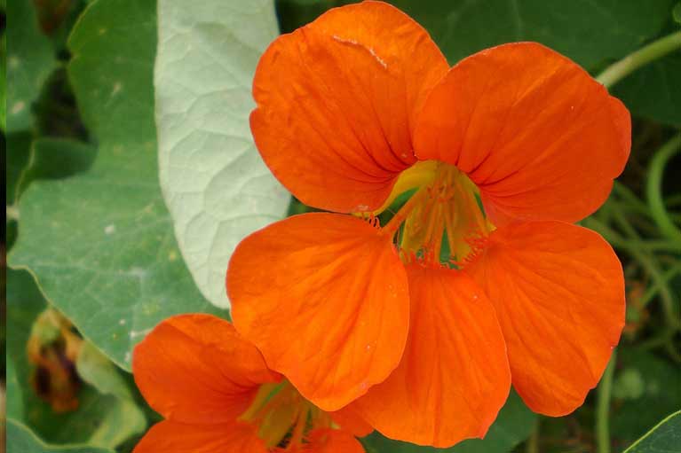 Image of Nasturtiums flowers to plant with beets