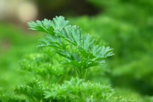 Plant parsley