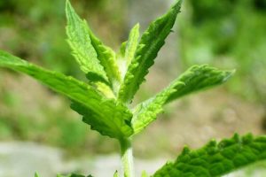 Plant spearmint