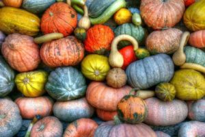 Plant squash