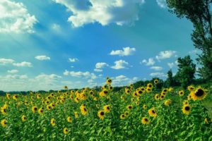 Plant sunflowers