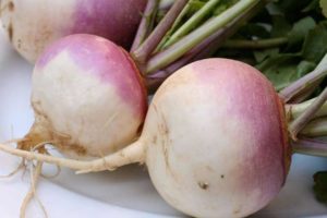 Plant turnips