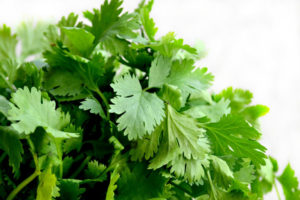 Cilantro Planting