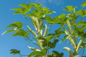 Okra Planting