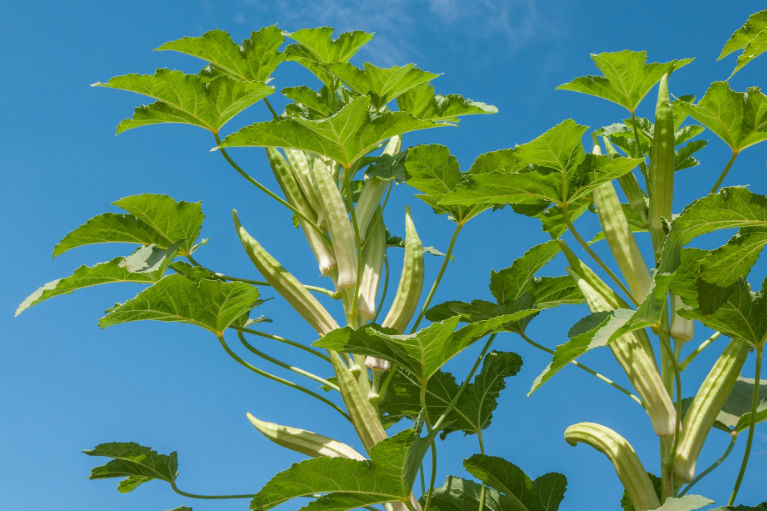 Companion Planting Guide for Okra 